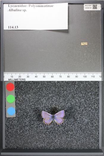 Media type: image;   Entomology 54130